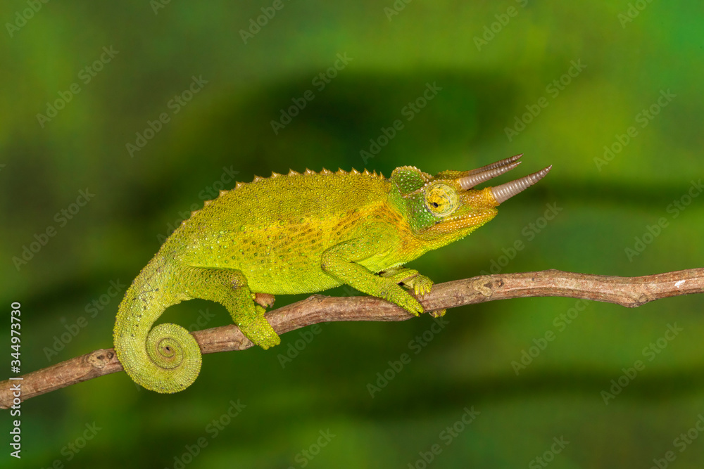 Obraz premium Jackson's 3 horn Chameleon from Kenya