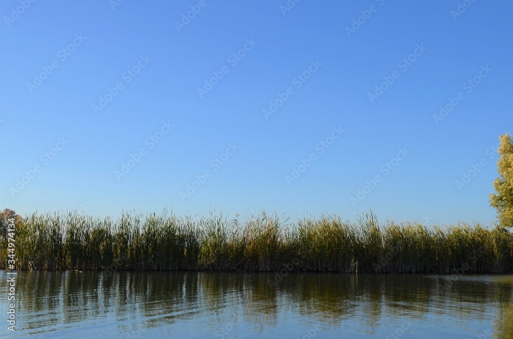 River backwater and reeds