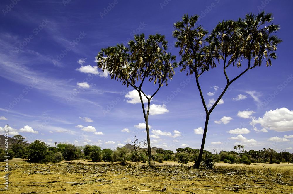 Fototapeta premium Samburu Nationalpark Kenya