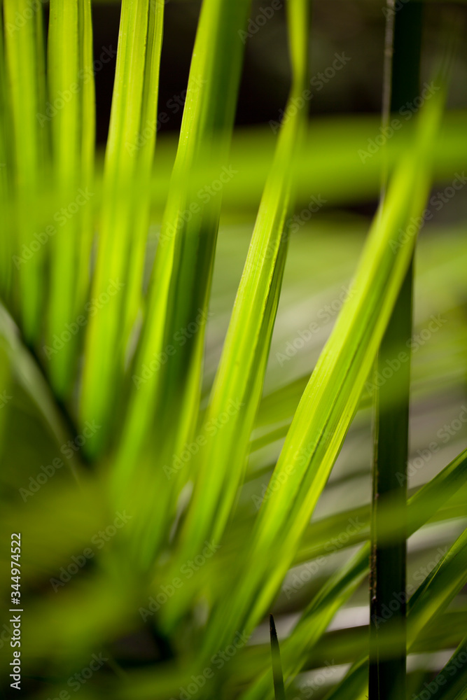 Bright green palm leaves. Branch of palm leaves on a blurry background. Bright green palm leaves. Branch of palm leaves on a blurry background.