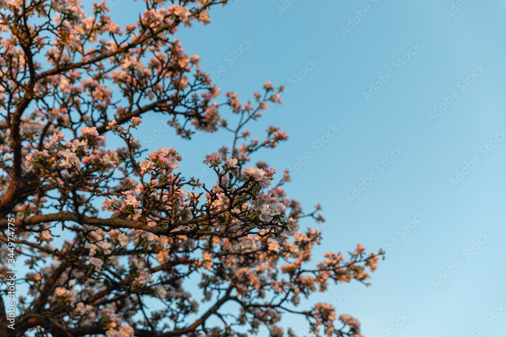 Apple flower blossom Apple flower blossom