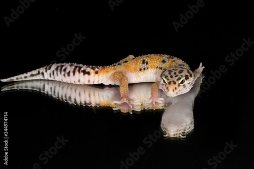 Leopard Gecko with reflection from mirror