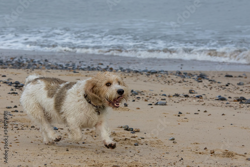 Funny happy basset hound dog having fun on beach walk