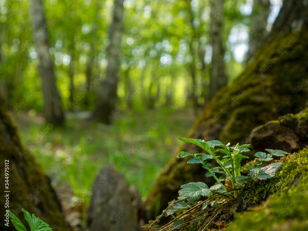 Scenic plant in the wild forest at noon. Atmosphere of virgin scenic natural landscape away from civilization. Scenic plant in the wild forest at noon. Atmosphere of virgin scenic natural landscape away from civilization.