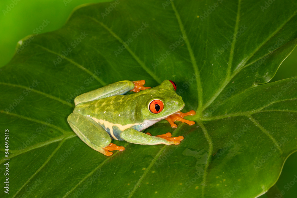 Red-eyed Green Tree Frog on Tropical Plant	