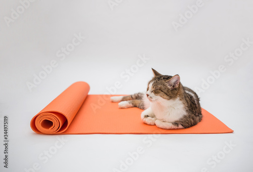 a tabby cat sleeps on a yoga Mat on a white background. An adult cat sleeps on an orange fitness Mat. Copy space