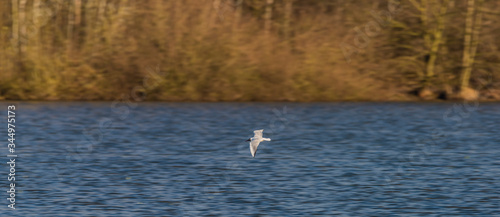 Sea gulls over Vrbenske ponds in spring blue sky day