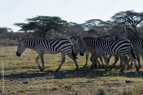 Zebras in freier Wildbahn