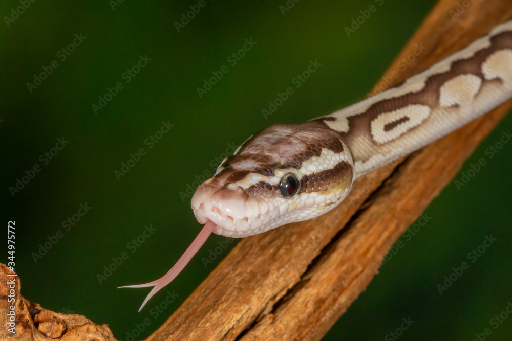 White and brown juvenile Ball Python White and brown juvenile Ball Python