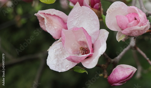 Magnolia bush flower on a rainy spring day