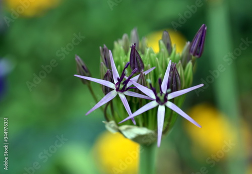 Erste Blüten an einem Riesenlauch photo