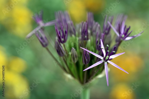 Erste Blüten an einem Riesenlauch photo