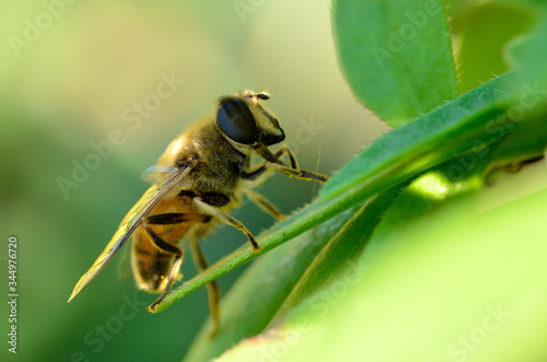 Schwebfliege (Mistbiene, Schlammbiene oder Scheinbienen-Keilfleckschwebfliege)