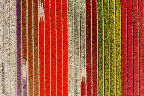 Aerial drone photo of colourful bulbs of tulips in full bloom in Lisse, The Netherlands
