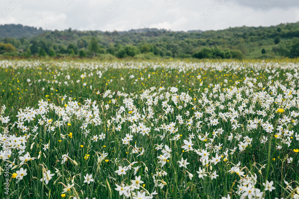 Close up of flowering wild narrow leaf narcissus in natural lowland habitat. Famous Narcissus Valley, international network of biosphere reserves by UNESCO. Ukraine Close up of flowering wild narrow leaf narcissus in natural lowland habitat. Famous Narcissus Valley, international network of biosphere reserves by UNESCO. Ukraine