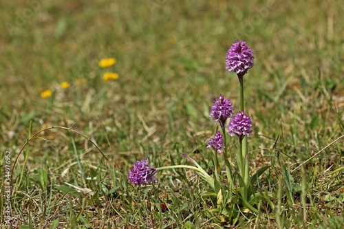 Dreizähniges Knabenkraut (Neotinea tridentata) photo