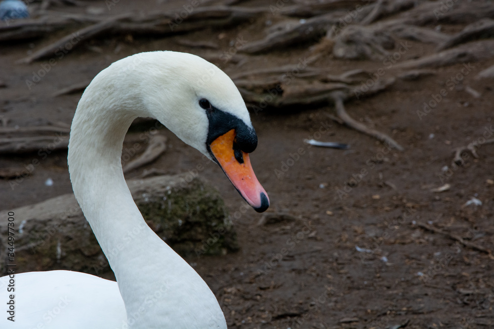 Fototapeta premium Swan near Vltava river in Prague, Czechia