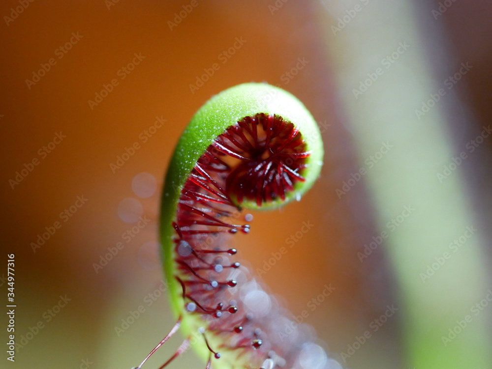 Drosera