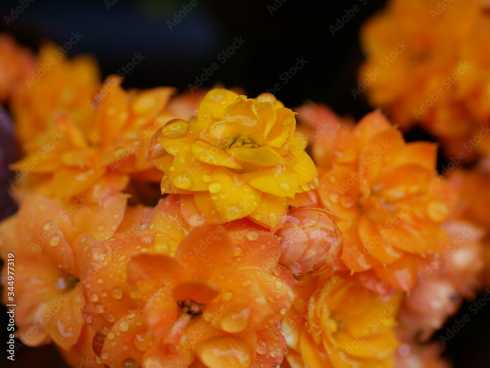 Flores