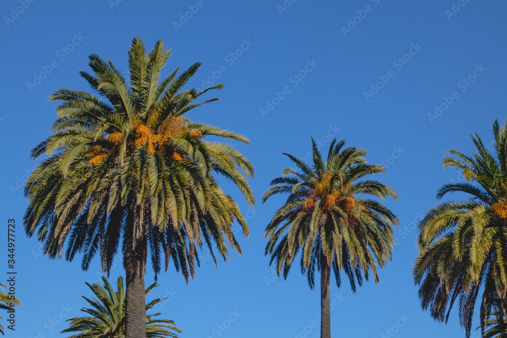 foto de palmeras verdes con cocos y un cielo azul