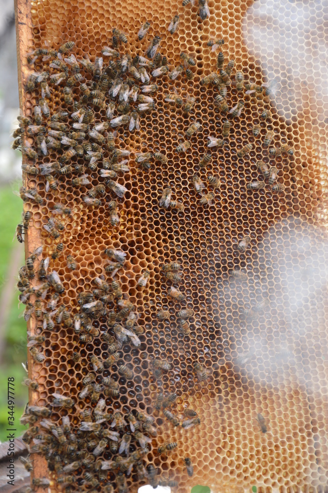 bees on honeycomb