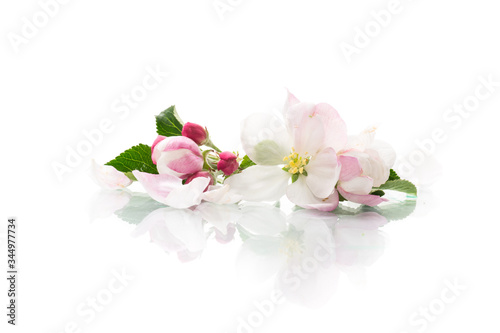small bouquet of pink spring flowers of the apple tree