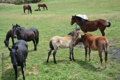 caballos