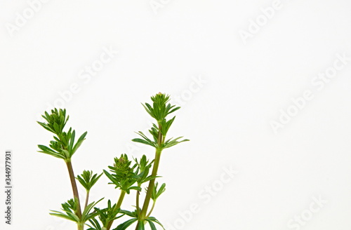 Shots of a  hedge bedstraw also known as false baby's breath isolated on a white background, scientific name Galium mollugo photo