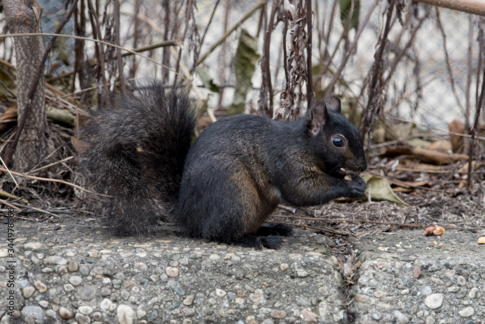 Naklejka premium Black Squirrel feeding in Winter n a Back Yard with a Funny and Confused Look. So quite and funny squirrel in wildlife outdoor. Closeup squirrel for your background