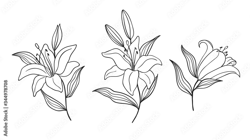 Hand drawn branches with lily isolated on background in linear style. Perfect for design greeting card, wedding invitation, embroidery, tattoo - obrazy, fototapety, plakaty 