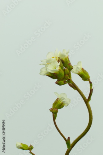 Isolated white wild flower thale cress, also known as mouse-ear cress, scientific name Arabidopsis thaliana photo