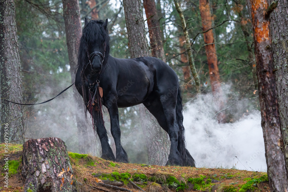 Black beautiful horse in the forest. Nature landscape with fog around ...