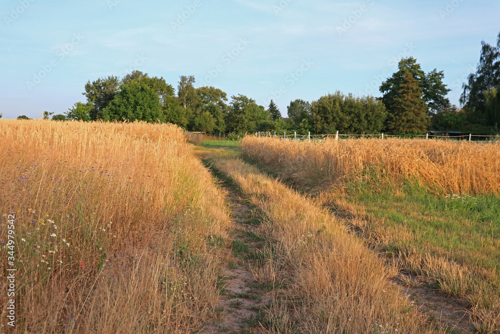Fototapeta premium Feldweg