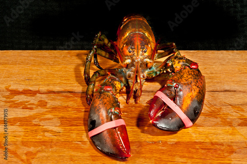 Top, lateral, view, medium distance of, a live north Top, front view, close distance of a alive, American lobster, with banded claws, on a wood cutting board and black background
 photo