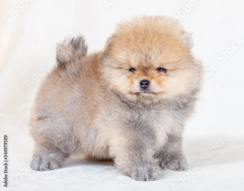 beige pomeranian puppy on cream background.