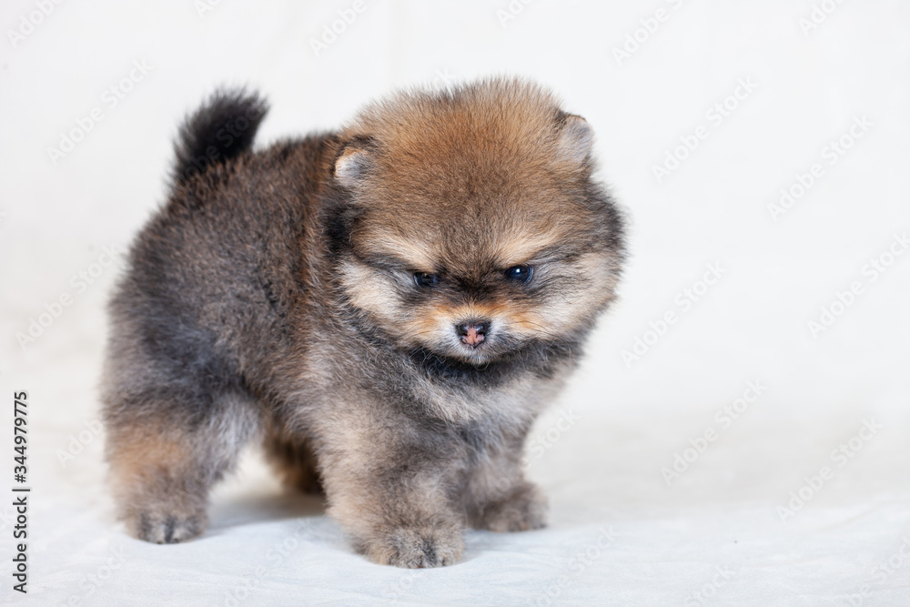 Amazing beige or brown breed pomeranian dog is looking to camera. Cutout puppy of dwarf Spitz on cream background for website, online catalog. Amazing beige or brown breed pomeranian dog is looking to camera. Cutout puppy of dwarf Spitz on cream background for website, online catalog.
