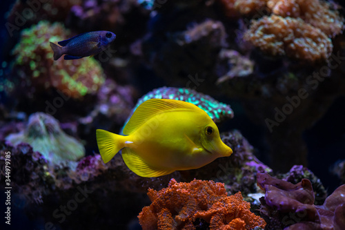 Aquarium sea yellow angel fish anemonas pets wild life hobby