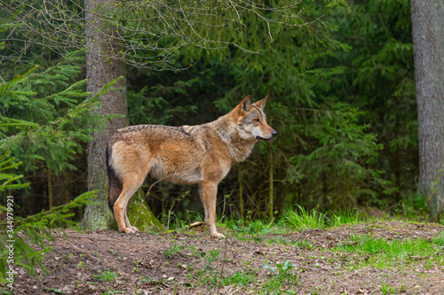 One grey wolf in the forest  is looking into camera. Landscape view  summer time. Lithuania  Rusnes national park.