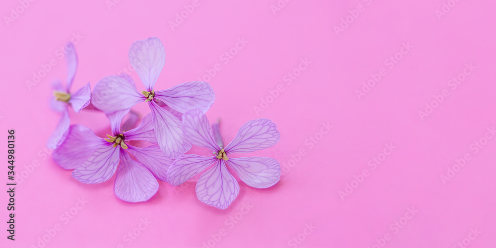Flores tonos rosa lila