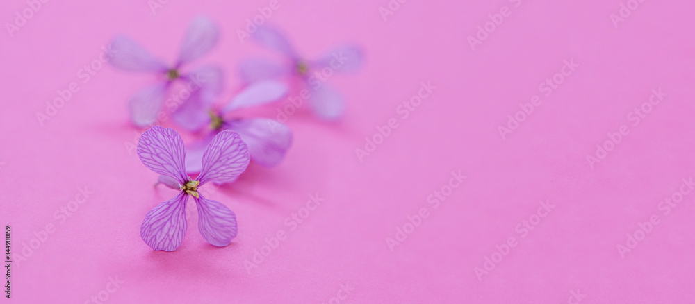 Flores tonos rosa lila Flores tonos rosa lila