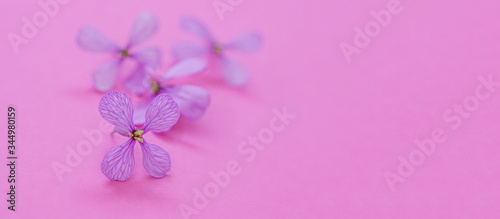 Tela Flores tonos rosa lila