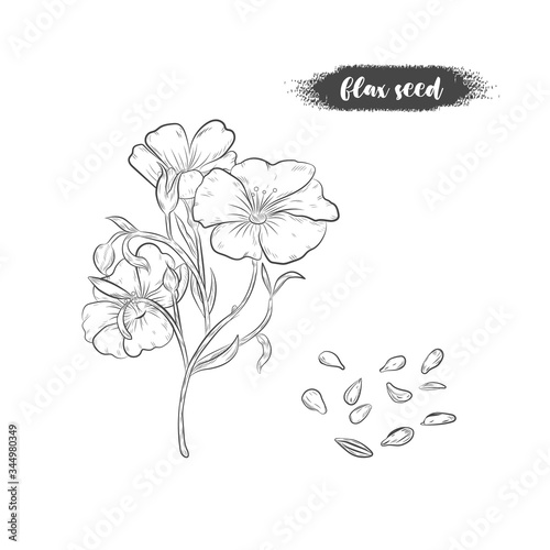 Flax seeds and blooming plant vector illustration. Flax seed hand drawn botanical elements.