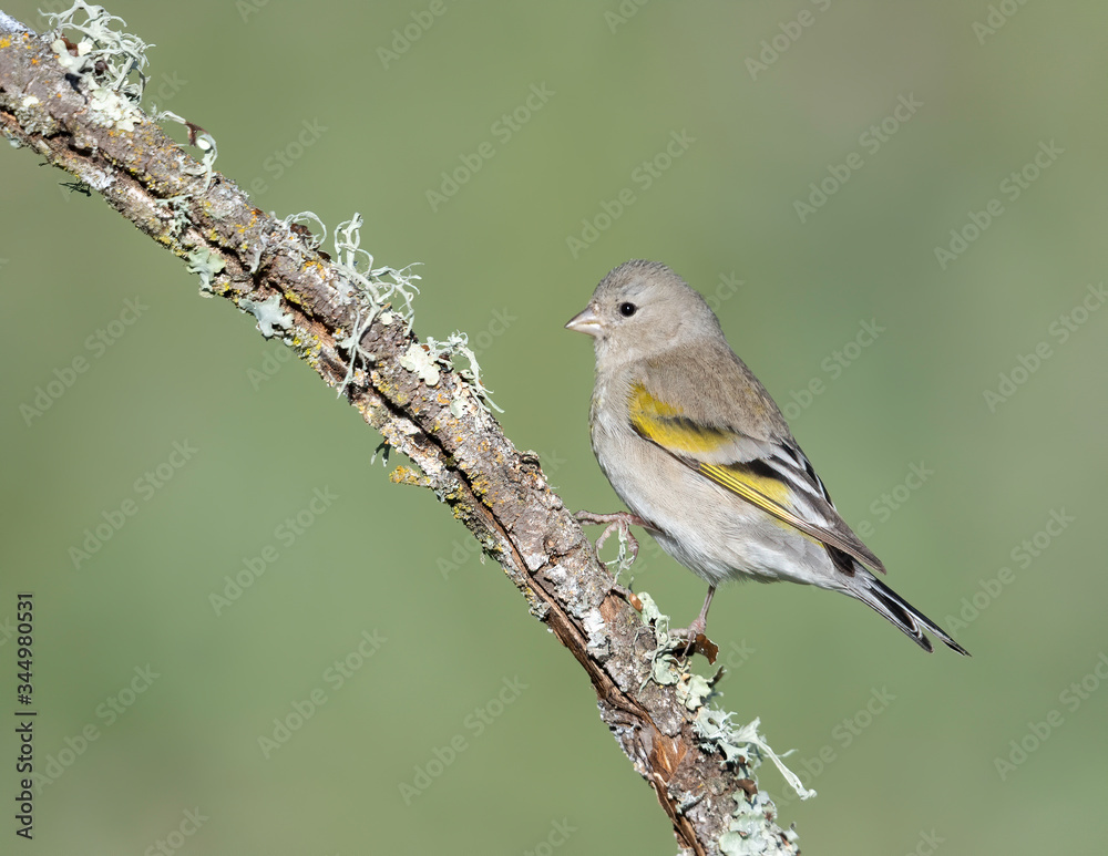 Obraz premium Lawrence's Goldfinch (Female), (Spinus lawrencei), Joseph D Grant Park, Santa Clara County, California, USA