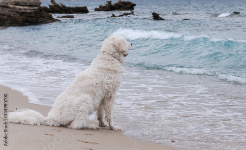 White Kuvasz dog sitting on the shore looking at the sea