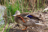 he female duck is by the pond and her feet are scratching at the eye.