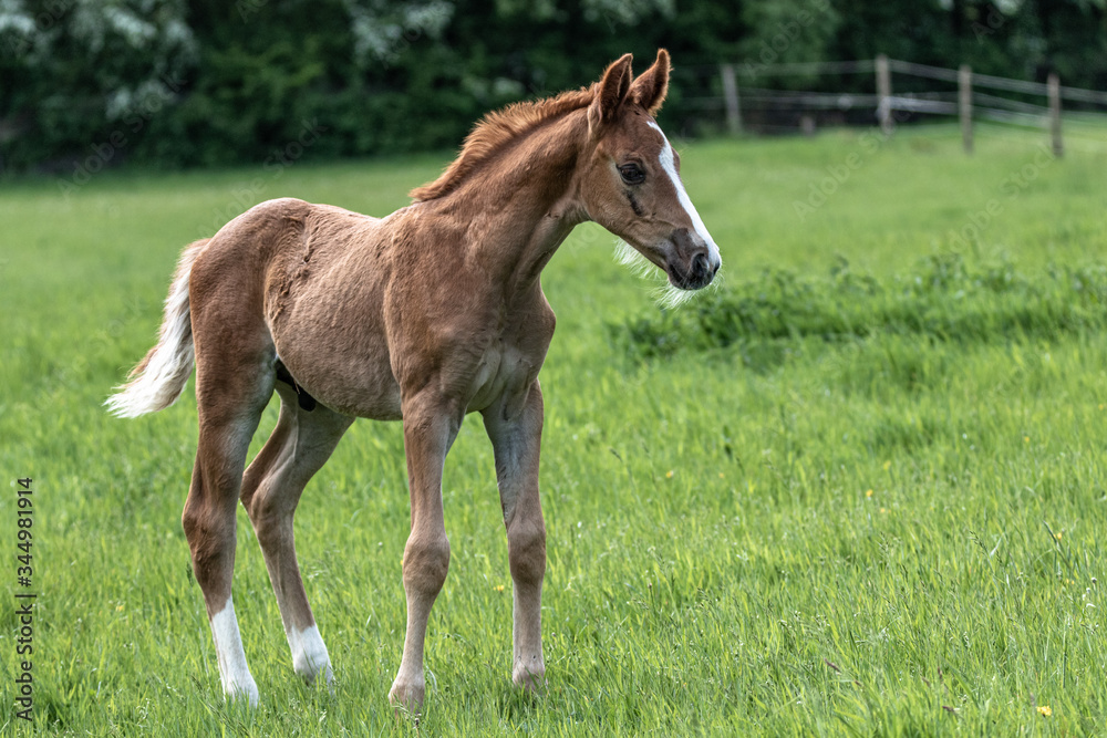 Obraz premium sehr junges Fohlen steht wackelig und aufmerksam auf der grünen Wiese