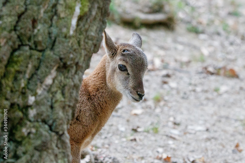Junges Mufflon schaut hinter Baum hervor
