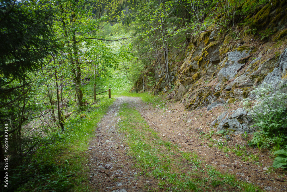 Naklejka premium Waldweg zu einer Lichtung mit Blumenwiese