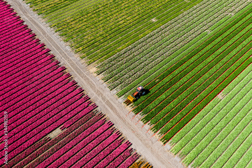 Aerial drone photo of colourful bulbs of tulips in full bloom in Lisse, The Netherlands