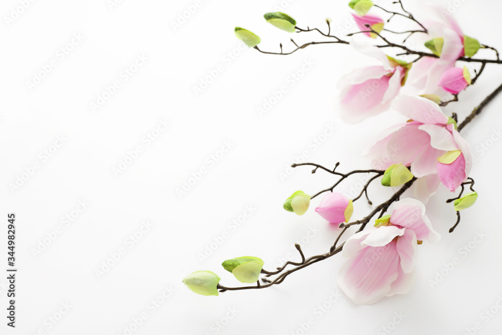 spring magnolia on white background